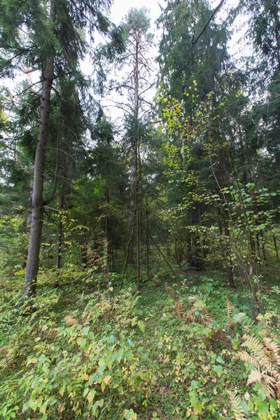 Ağaçlı orman bitkileri, yeşil yapraklar yapraklar, çalılar, çimenler ve bitkiler çerçeve arka plan kağıdıyla doldurulmuş  