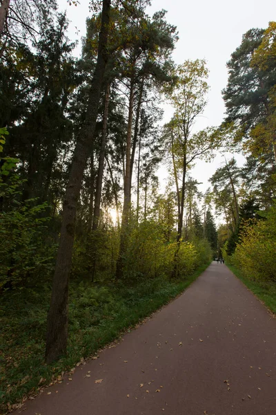 Droit Asphalte Sentier Pédestre Route Dans Les Bois Avec Herbe — Photo