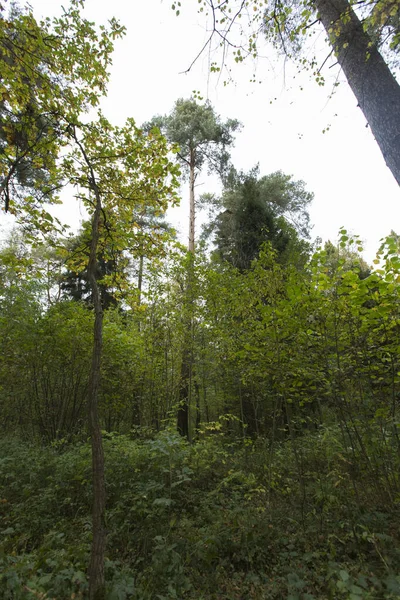 Ağaçlı orman bitkileri, yeşil yapraklar yapraklar, çalılar, çimenler ve bitkiler çerçeve arka plan kağıdıyla doldurulmuş  
