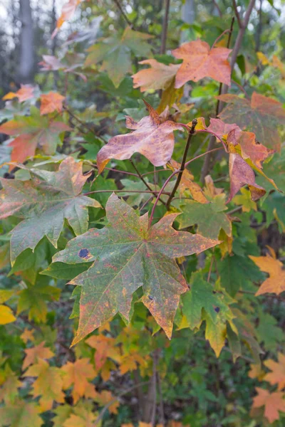 Зеленый Оранжевый Желтый Клен Листья Листвы Ветке Дерева Закрыть Задний — стоковое фото