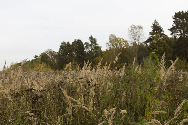 灰色の空を背景にした小さな葦のブッシュグラス畑 カラマグロシスト エピゲジョ — ストック写真