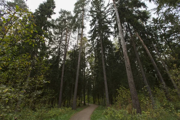 Estrada Trilha Estreita Floresta Com Grama Verde Pinheiros Redor Parque — Fotografia de Stock