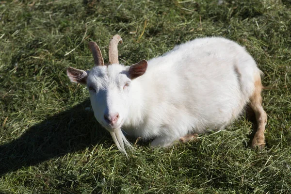 Eine Ziege Mit Weißem Fell Und Hörnern Liegt Und Ruht — Stockfoto