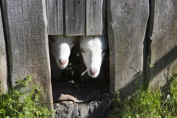 Two Goats White Fur Horns Looking Out Wooden Kennel Farm — Stockfoto