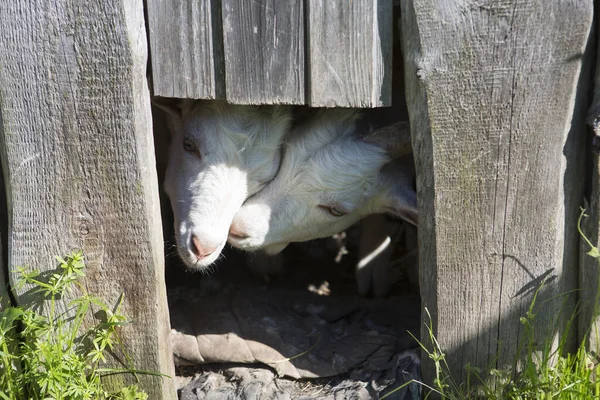 Two Goats White Fur Horns Kissing Wooden Kennel Farm — Stockfoto