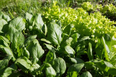 Ispanak (Spinacia oleracea) ve marul (Lactuca sativa) sebze tarlasında yeşil yapraklı bitkiler.