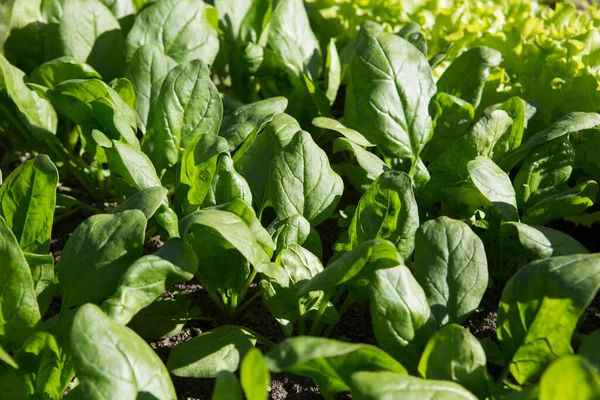 Ispanak (Spinacia oleracea) sebze tarlalarında yeşil yapraklı bitkiler.