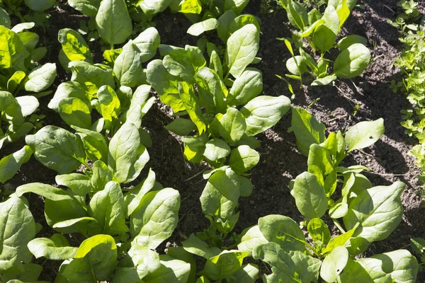 Spinach Spinacia Oleracea Plant Crops Green Leaves Vegetable Patch Seedbed — стоковое фото