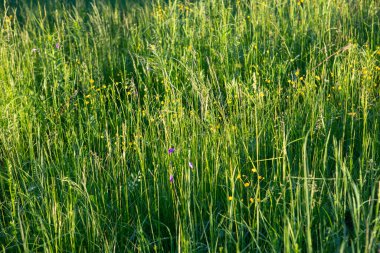 green grass lush field filled frame summer background wallpaper