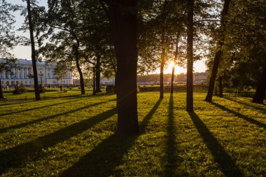 orange yellow sunset light shining through trees on green grass of a field forming contrast black silhouettes and dramatic dark shadows. Golden hour, Alexander Garden park. Saint Petersburg, Russia