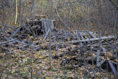 Dağınık eski ahşap paletler, ahşap tahtalar sonbaharda kuru ve sarı yapraklar üzerinde ahşap tahtalar
