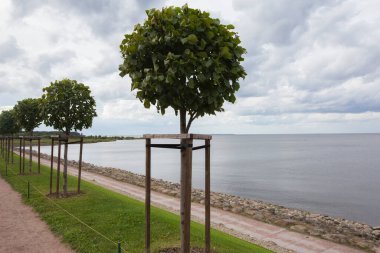 Bir sıra manikürlü Tilia ağacı Venüs Bahçesi 'nin yeşil çimen tepesinde sıra bekliyor. Deniz, mavi gökyüzü, beyaz gri bulutlar. Marly Sarayı vadisi. Peterhof, Saint Petersburg, Rusya. Dikey çekim