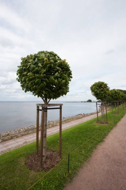 Venüs Bahçesi 'nin yeşil çimen tepesinde sıralanmış bir sıra manikürlü Tilia ağacı. Deniz, mavi gökyüzü, beyaz gri bulutlar. Marly Sarayı vadisi. Peterhof, Saint Petersburg, Rusya