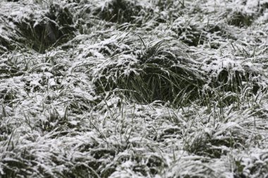 Beyaz karla kaplı yeşil çimen sahası arka plan duvar kağıdı görüntüsünü kapat