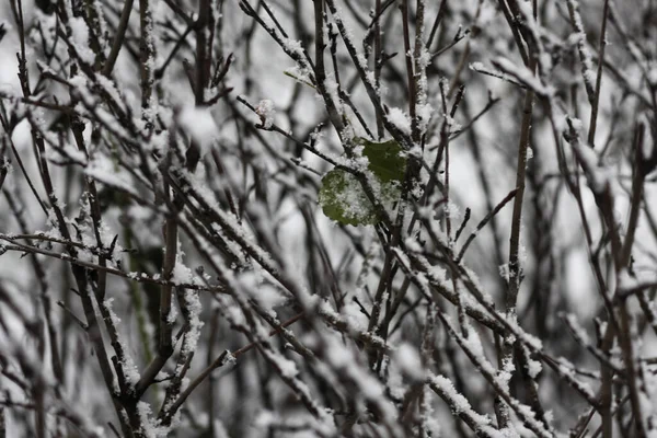 Bare Tree Branches Covered Snow One Green Leaf Middle Filled — Stock Photo, Image