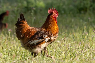 close-up nice adult male rooster in the green field looking for food for the day
