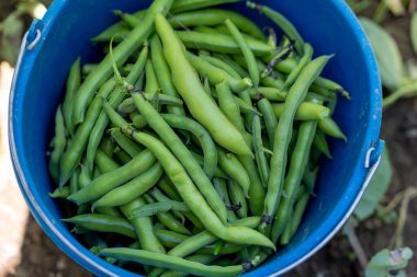 Bahçeden toplanan yeşil fasulye dolu mavi kova, yaşam kalitesi konsepti.
