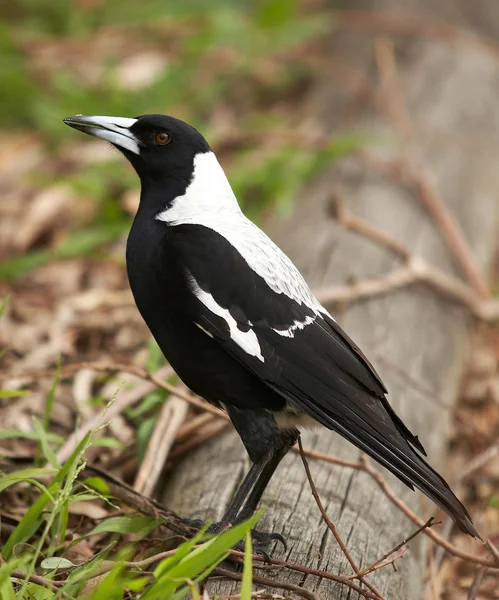 Australiska skata — Stockfoto