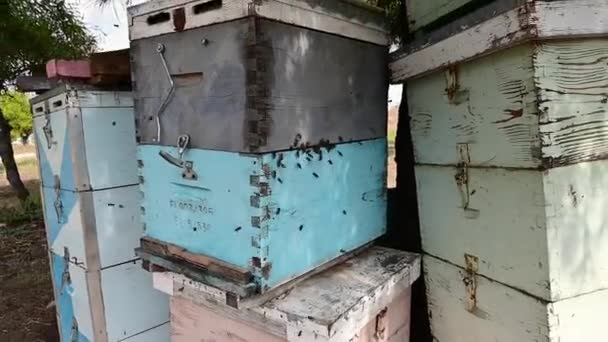 Nahaufnahme Von Bienen Die Bienenstöcke Umfliegen Und Bewegung Der Kamera — Stockvideo