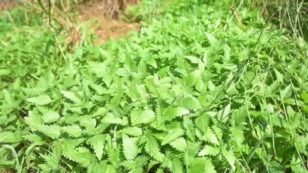 Mouvement Droite Gauche Caméra Dans Champ Avec Plante Urtica — Video