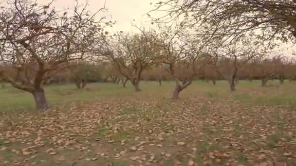 지상에 낙엽이 떨어지고 피스타치오 나무들 사이를 카메라 — 비디오