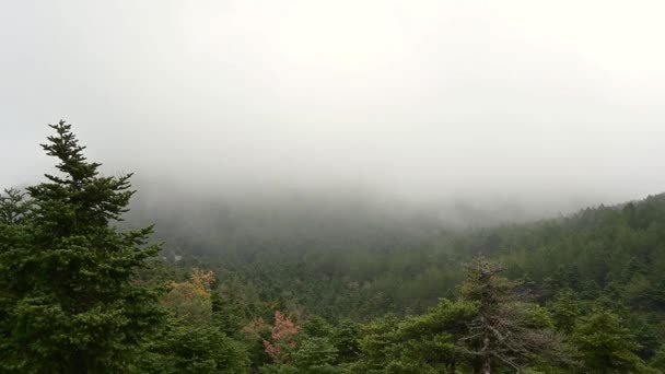 濃霧に覆われたモミの森の静的なショット — ストック動画