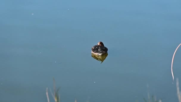 Une Canard Sauvage Femelle Avec Tête Intérieur Ses Ailes Flottant — Video