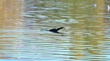 A cormorant bird is diving for food in a lake while two other cormorants are swimming.