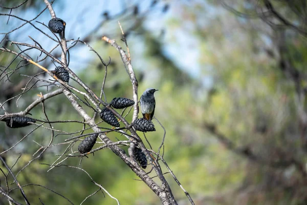 Male Black Redstart Bird Sitting Pine Cone — 图库照片