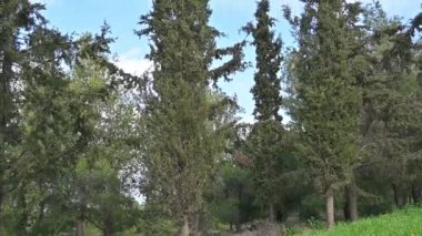 Kameranın yukarı doğru hareketi, doğadaki selvi ağacını takip eder..