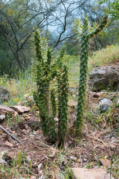 Beautiful Cactus Mediterranean Ground — Stock Photo, Image