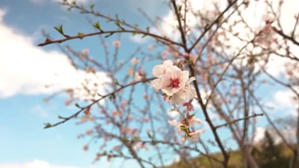 Yumuşak Bir Arka Planı Olan Badem Çiçeğine Yaklaş — Stok video