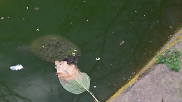 Filmagem Mostra Uma Tartaruga Aquática Dentro Uma Lagoa Com Água — Vídeo de Stock