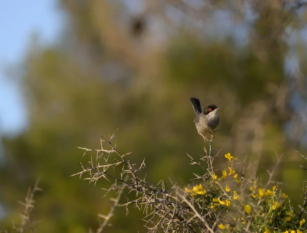 撒丁岛莺小鸟栖息在灌木丛中 — 图库照片
