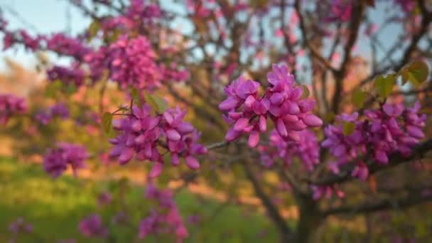 Yehuda Ağacının Çiçeklerine Yaklaş Hareket Tüm Ağacı Ortaya Çıkar Bahar — Stok video