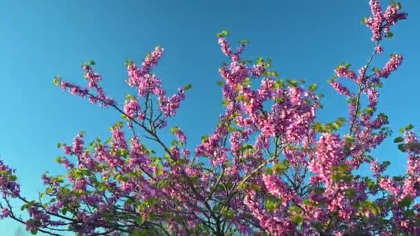 Orbit Move Camera Branches Flowers Judas Tree Blue Sky Backgroun — Stock Video