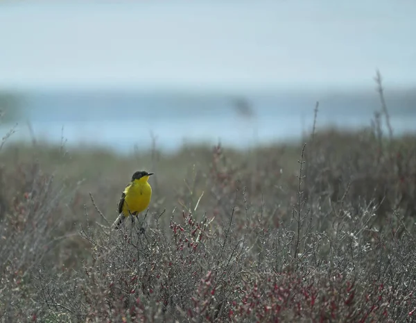 Western Yellow Wagtail Bird Branch Sea Sky Background —  Fotos de Stock