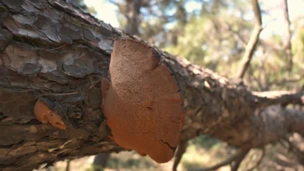 Close Crab Woods Fungus Pull Out Movement Camera Reveals Tree — Video
