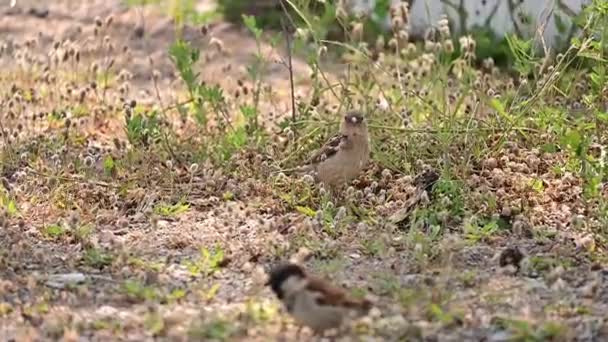 Tutup Cuplikan Seekor Burung Pipit Yang Berkeliaran Dan Mencari Makanan — Stok Video