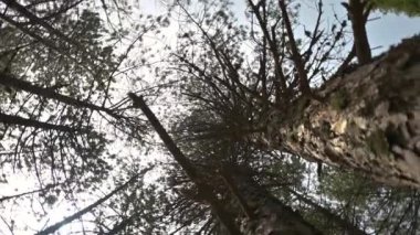 Köknar ağacında 360 ekran kamera hareketi olan alçak açı görüntüsü.