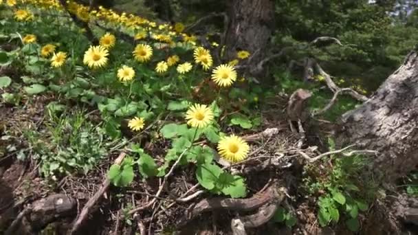 Aproxime Com Rotação Câmera Direção Uma Flor Amarela Doronicum Orientale — Vídeo de Stock