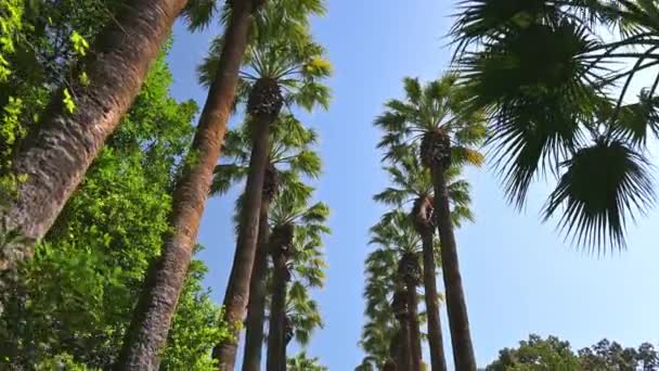 背景に青い空のあるヤシの木の列の間の低角度からのカメラの動き — ストック動画
