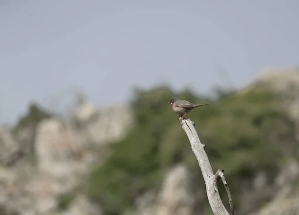 Foto Muestra Pájaro Ruiseñor Subalpino Oriental Una Ramita Con Bonito — Foto de Stock