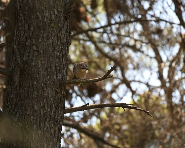 一只欧亚海鸟栖息在一棵树上 — 图库照片