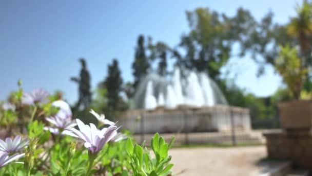 Transition Foyer Support Une Fleur Une Fontaine Avec Eau Courante — Video