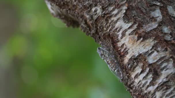 Cicada Insect Tree Singing Nice Soft Background — 图库视频影像