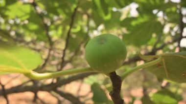 Close up of a fig fruit and zoom out movement of the camera.