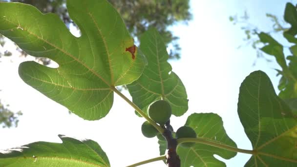Close Fig Tree Zoom Out Movement Camera Reveals Part Tree — Vídeo de stock