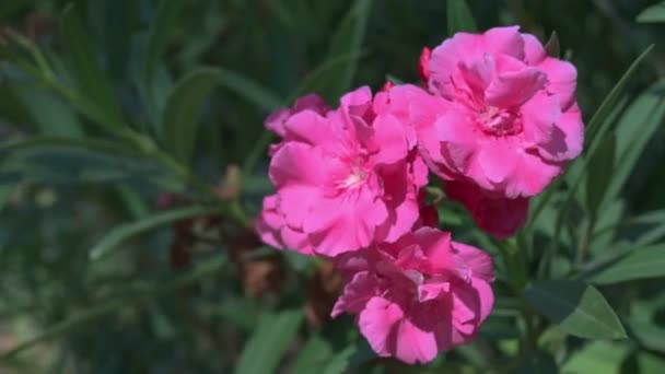Zoom Out Movement Camera Reveals Oleander Plant — Stockvideo