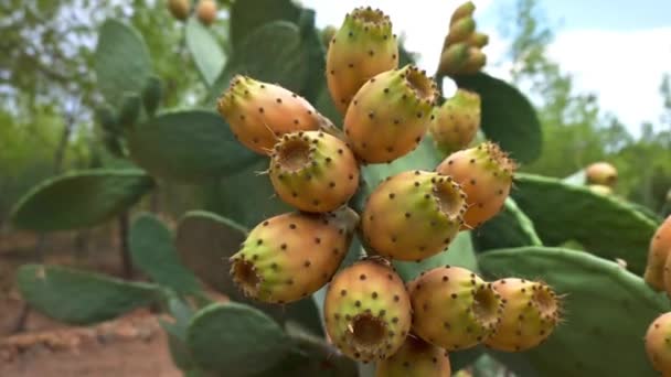 Close Prickly Pear Fruit Pull Back Camera Reveals Whole Plant — ストック動画